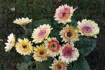 Gerbera jigsaw puzzle