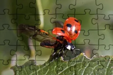 Scarabeo coccinella