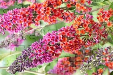 Buddleia jigsaw puzzle