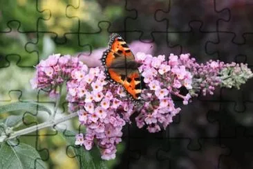 Buddleia jigsaw puzzle