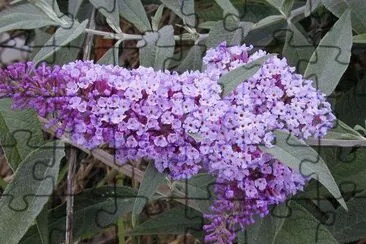 Buddleia jigsaw puzzle