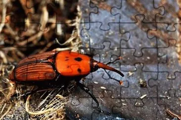 Scarabeo punteruolo  rosso