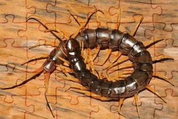 Scolopendra