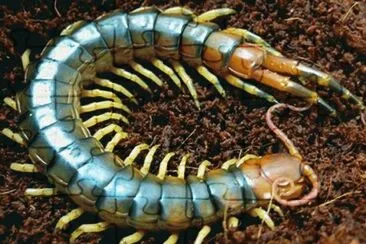 Scolopendra velenosa