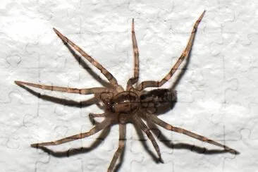 פאזל של Tegenaria domestica