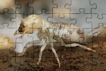 פאזל של Termite