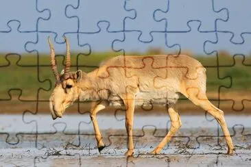 Antilope saiga jigsaw puzzle