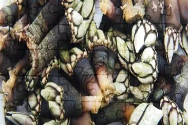 Percebes jigsaw puzzle