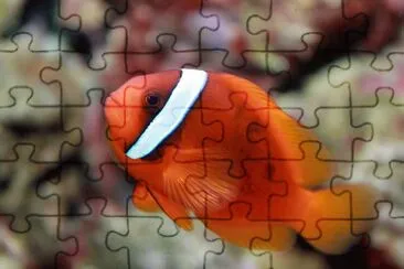 Pagliaccio pomodoro jigsaw puzzle