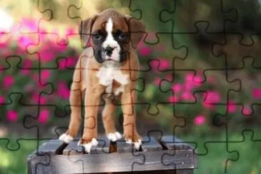 35 jigsaw puzzle