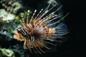 Pterois antennata