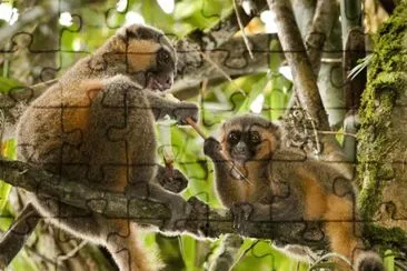 Apelemuro dorato jigsaw puzzle