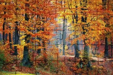 Nature jigsaw puzzle