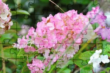 Hortensia jigsaw puzzle