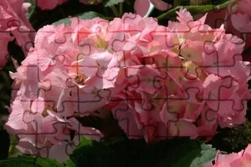 Hortensia jigsaw puzzle