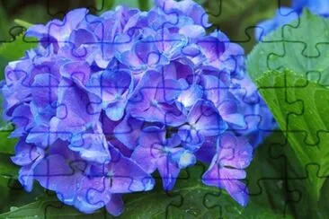 Hortensia jigsaw puzzle