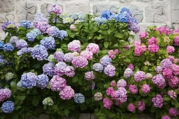 Hortensia jigsaw puzzle