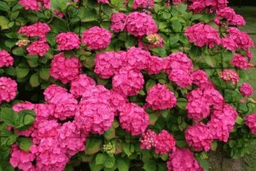 Hortensia jigsaw puzzle