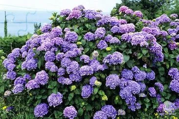 Hortensia