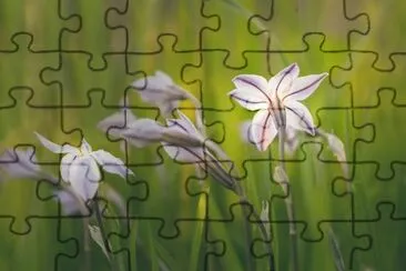 Ã‰toile du printemps jigsaw puzzle