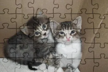 Gatitos hermosos jigsaw puzzle