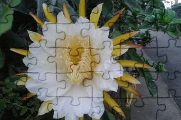 Flor de la Pitahaya (Arbelaez) jigsaw puzzle