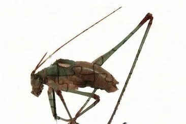 Atasacris brevipennis