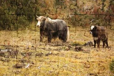 Dzo incrocio tra un toro e una jack femmina