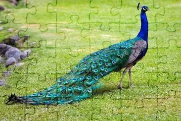 peacock