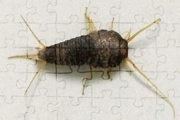 Lepisma saccarina