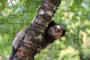 Uistiti dai pennacchi neri jigsaw puzzle