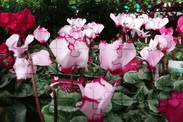 פאזל של Cyclamen