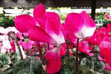 Cyclamen