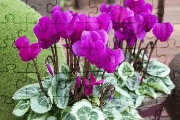 פאזל של Cyclamen