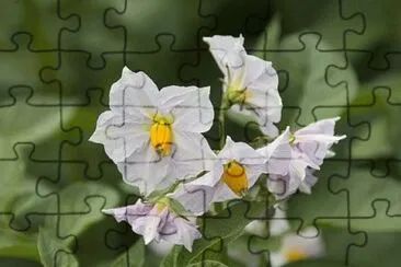 Fleurs de pommes de terre