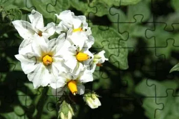 פאזל של Fleurs de pommes de terre