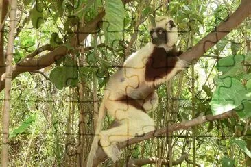 Sifaka di coquerel jigsaw puzzle