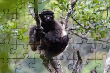 Sifaka di milne edwards ' jigsaw puzzle