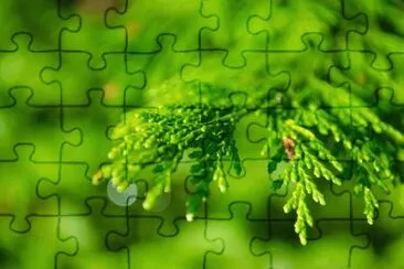 Nature jigsaw puzzle