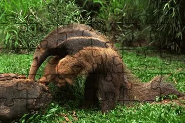 Anteater