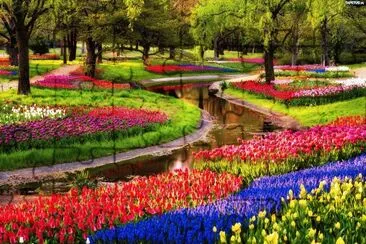 colorful flower garden