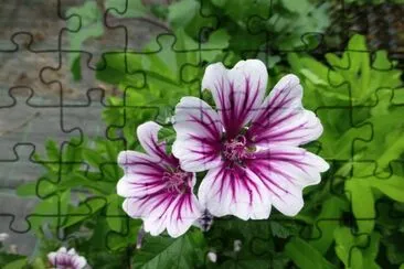 flores jigsaw puzzle