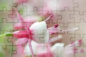 flores jigsaw puzzle