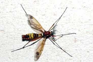 Ctenophora