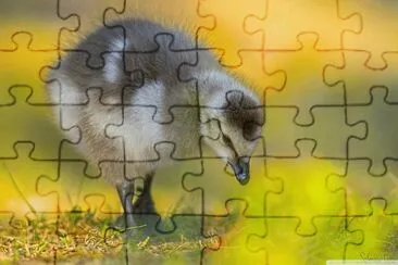 natural jigsaw puzzle