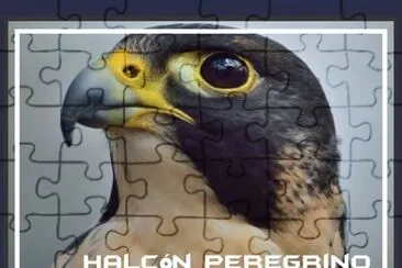 HalcÃ³n Peregrino