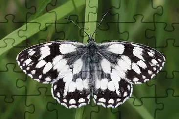 Melanargia galatea