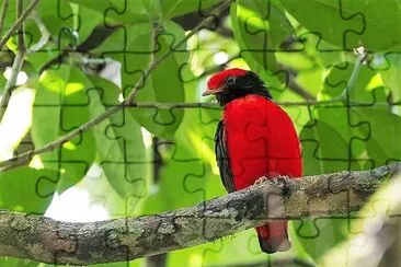 natural jigsaw puzzle