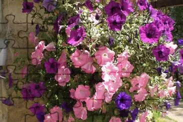 Petunias