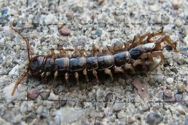 פאזל של Lithobius fortificatus